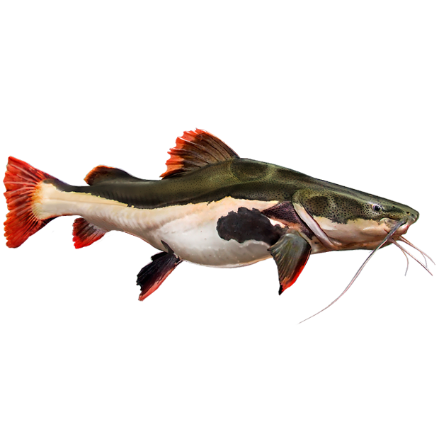 Imagem do peixe Pirarara